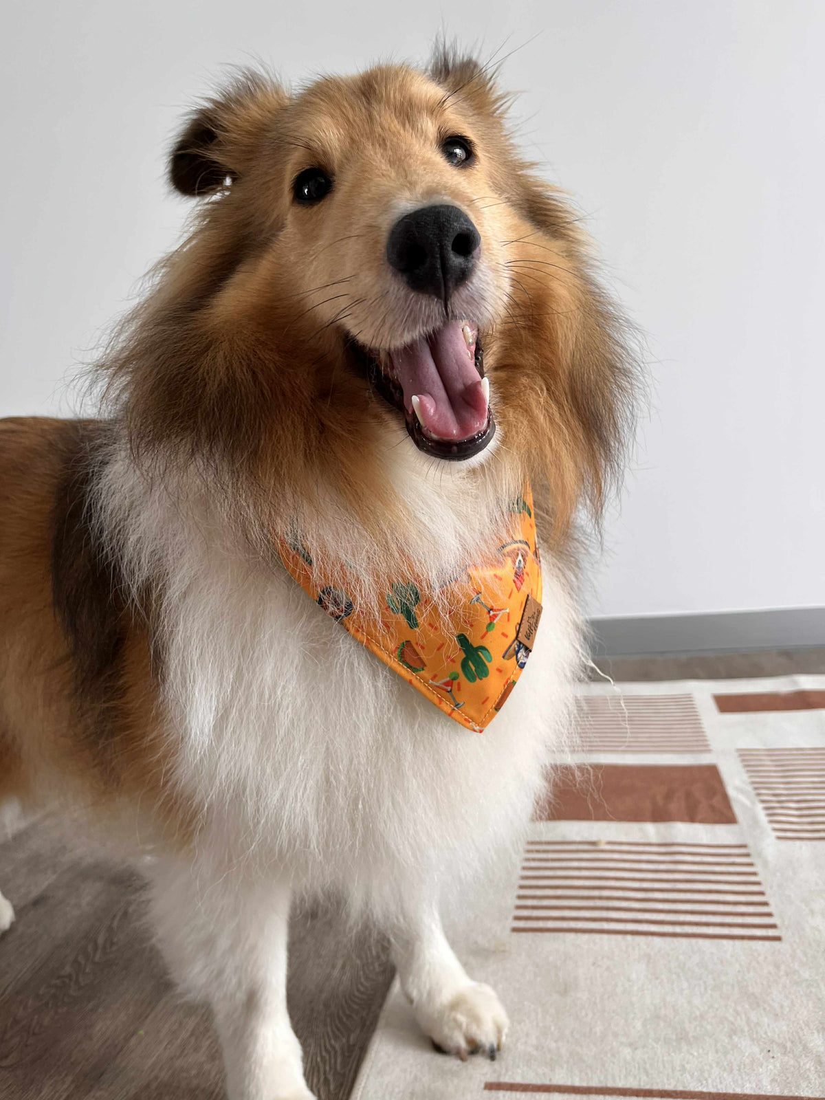 A rough collie in an orange bandana