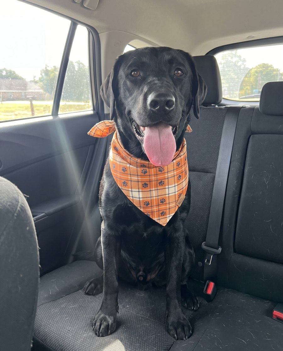 A black labrador in an orange plaid bandana, sitting in the back seat of a car