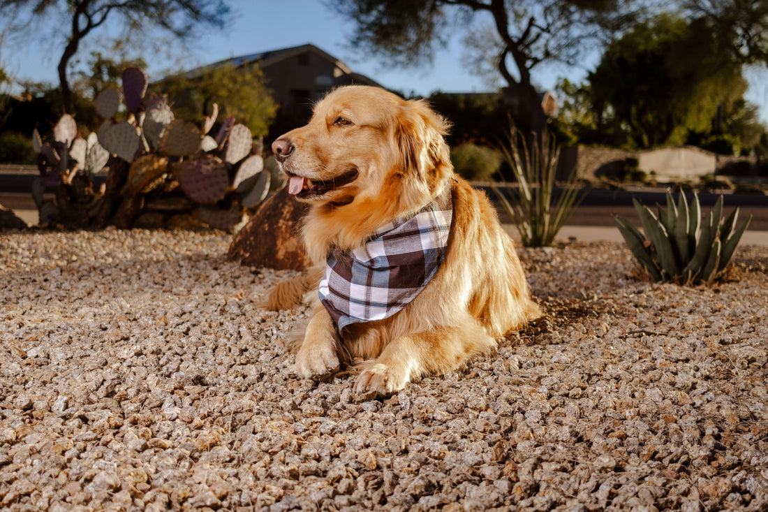 Dog wearing a plaid bandana – example of how to style a dog bandana