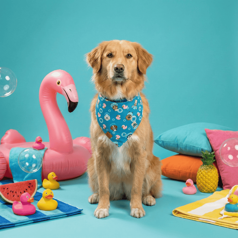Golden Retriever wearing the Barky Ducky reversible dog bandana in bright blue, sitting among flamingo floats and pool toys