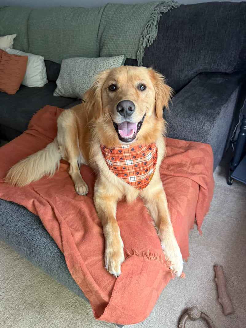 Golden Retriever relaxing on a sofa wearing an orange plaid Voff Haus dog bandana