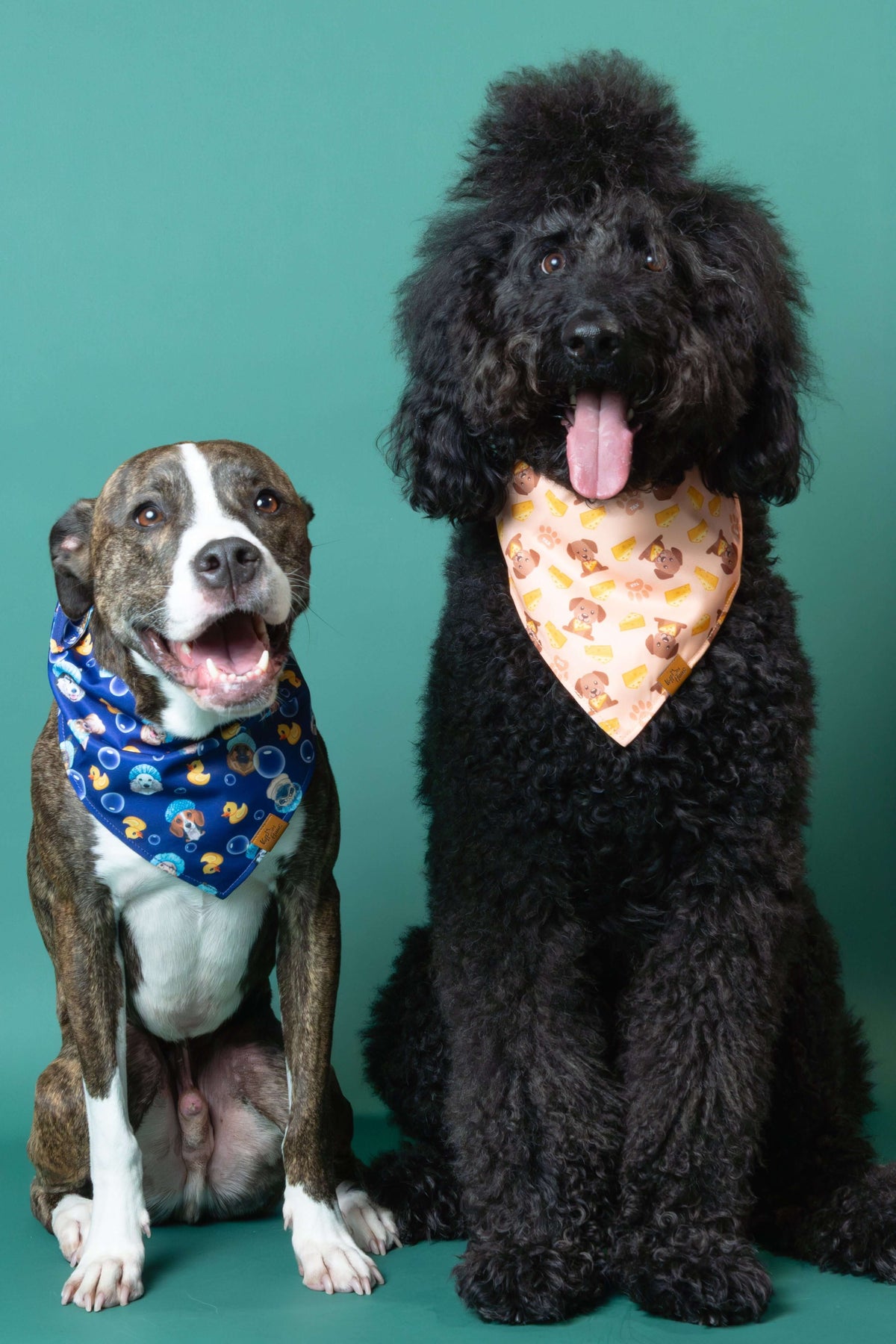 Deux chiens assis côte à côte sur un fond sarcelle, tous deux portant des bandanas réversibles pour chiens Voff Haus