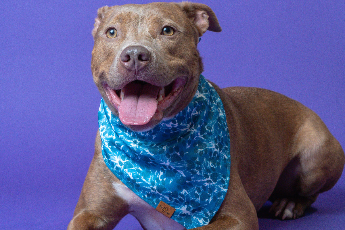 Chien brun clair couché sur un fond violet, portant un bandana réversible bleu à motifs floraux Voff Haus