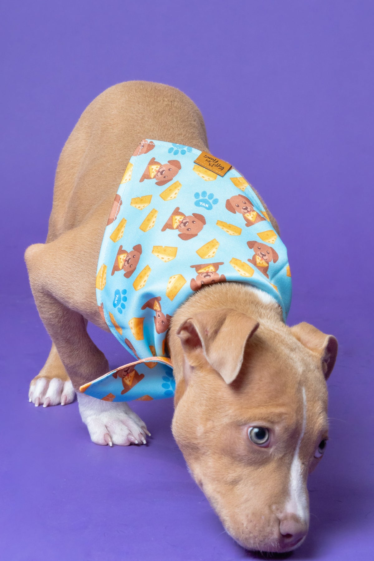 Dog wearing a colorful patterned diaper on a purple background