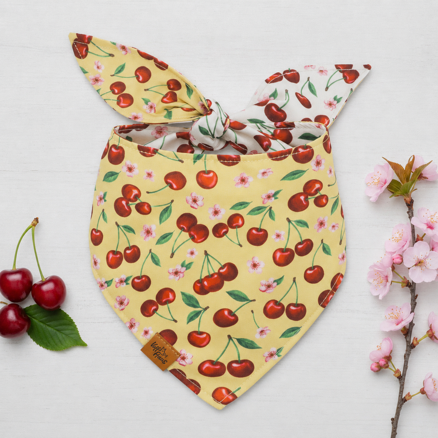 The Cherry Pop reversible dog bandana tied flat, golden yellow side with cherries, beside fresh cherries and blossom
