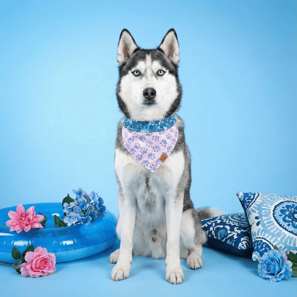 Bandana réversible pour chien à pattes florales