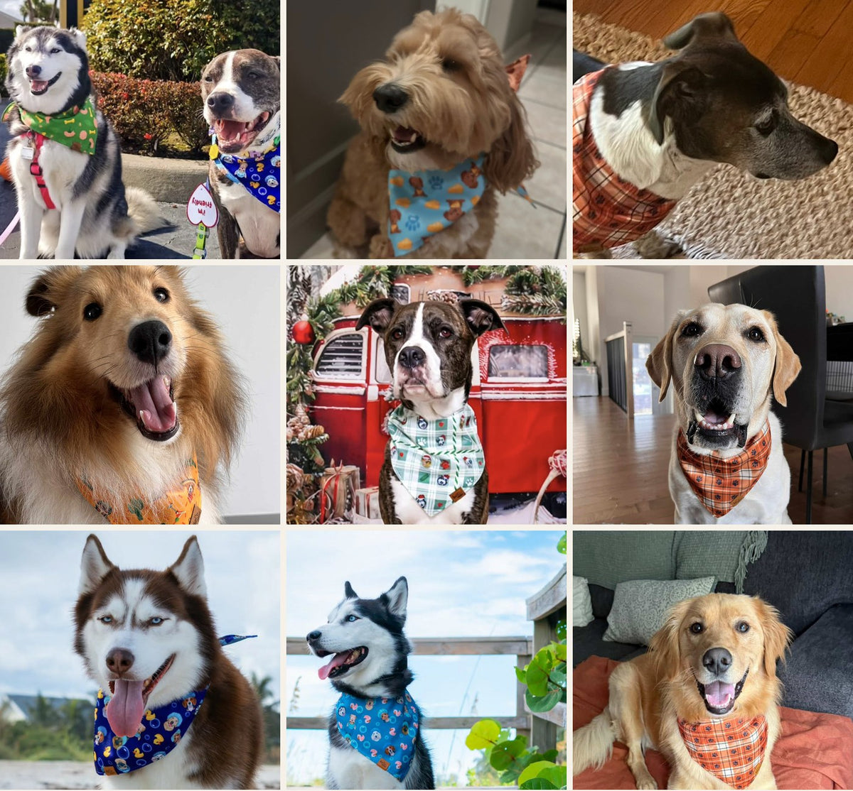 Des chiens de la communauté Voff Haus photographiés à la maison et à l'extérieur, chacun portant un bandana réversible pour chien