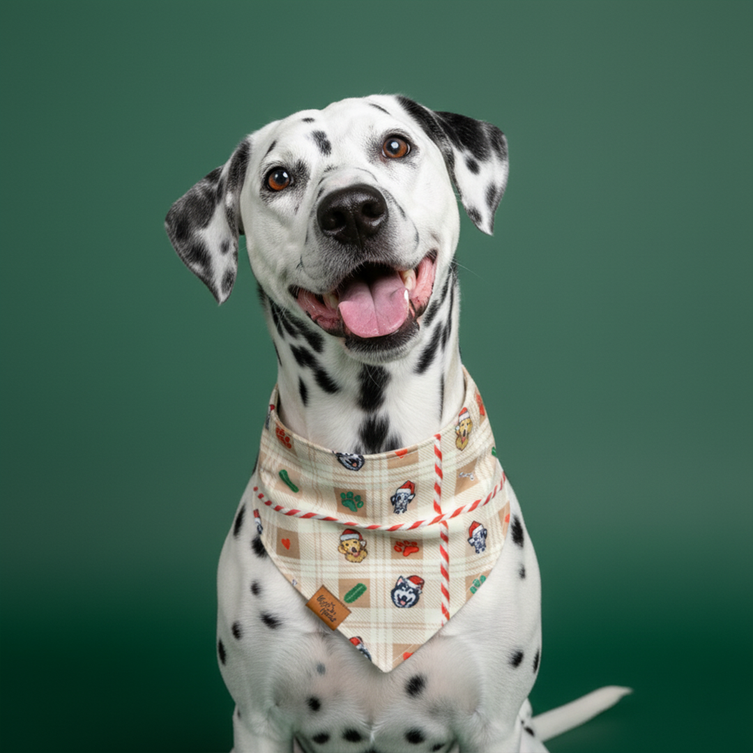 Dalmatian wearing the Candy Cane Tails reversible dog bandana in cream plaid on a green backdrop