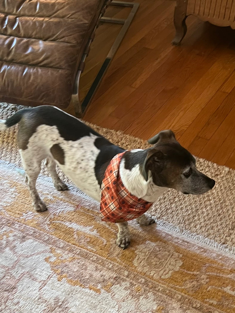 Terrier mix standing on a rug wearing an orange plaid Voff Haus dog bandana