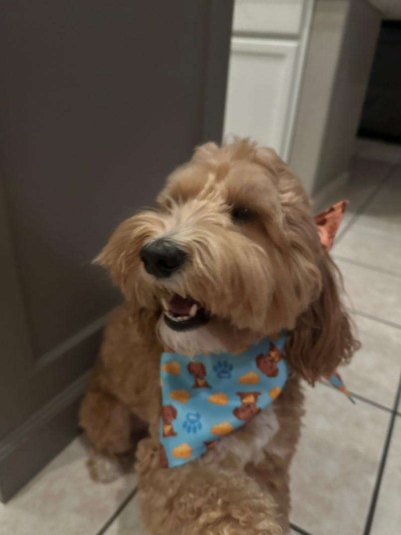 Goldendoodle indoors wearing a light blue patterned Voff Haus dog bandana