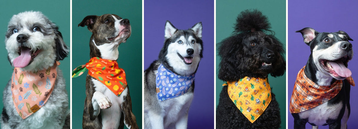 Cinq chiens de différentes races côte à côte, chacun portant un bandana réversible pour chien Voff Haus