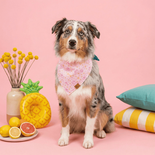 Pawprints & Love Reversible Dog Bandana