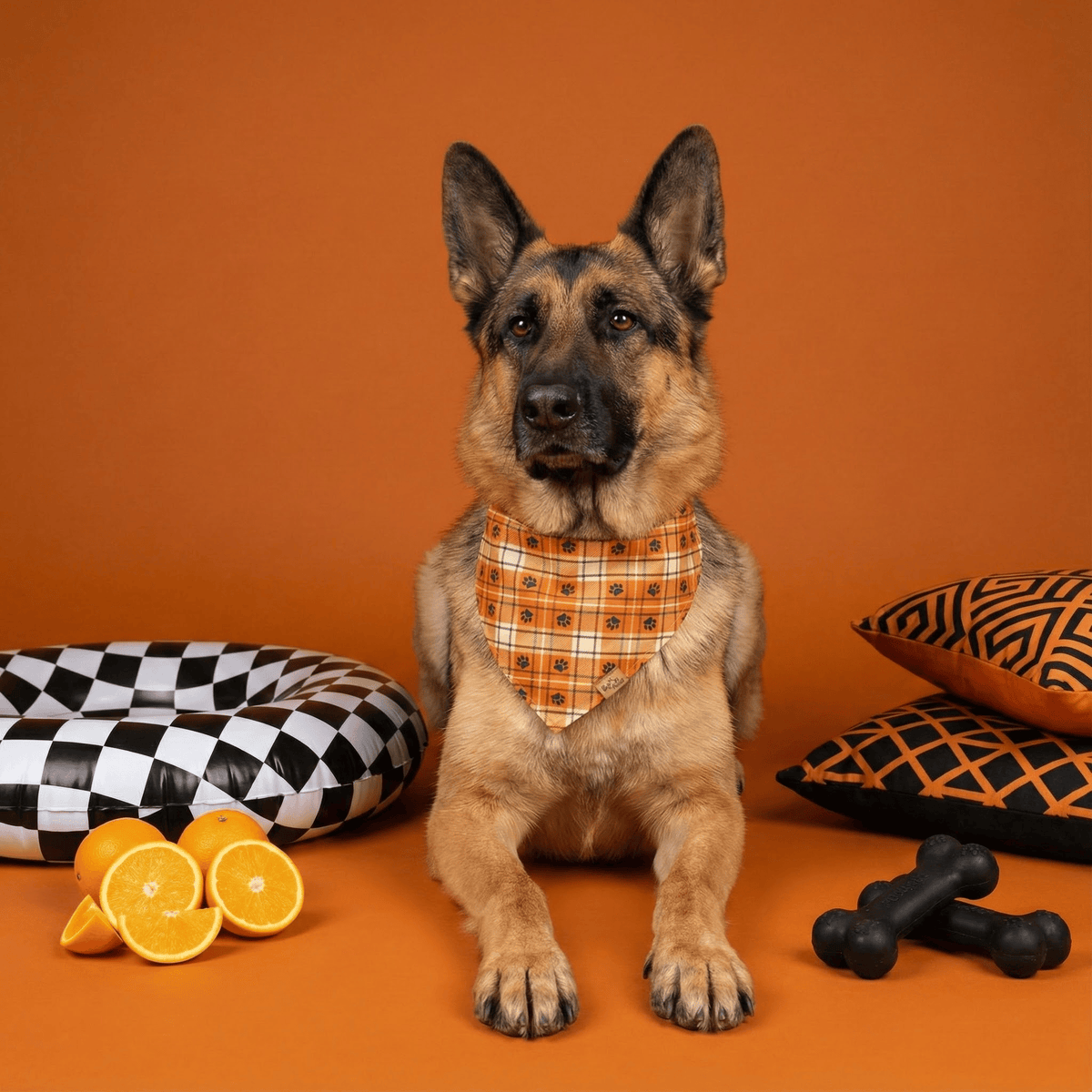German Shepherd wearing the Plaid Paws reversible dog bandana in orange plaid, with monochrome cushions