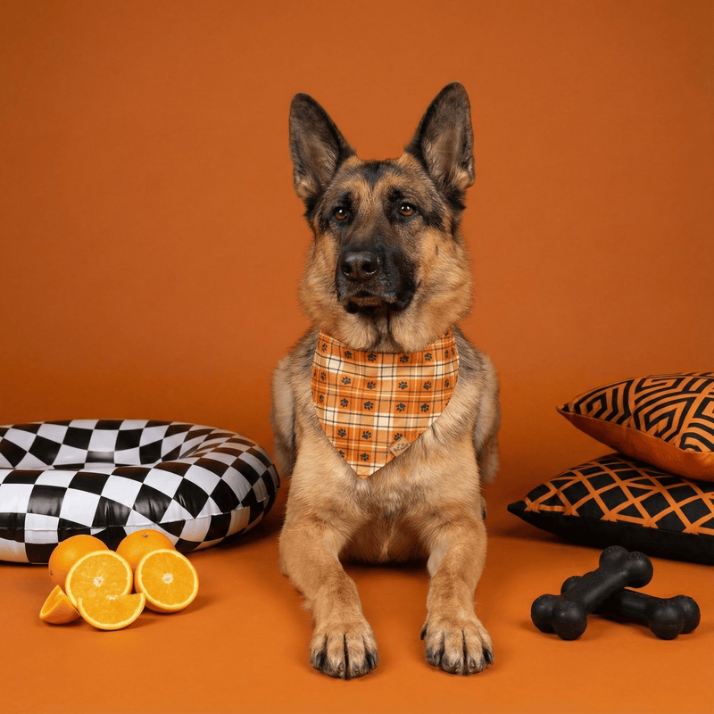 German Shepherd wearing the Plaid Paws reversible dog bandana in orange plaid, with monochrome cushions
