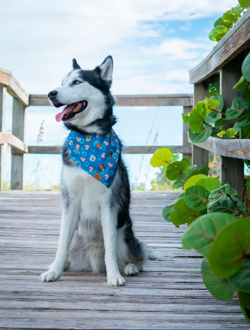 Siberian Husky sitting on a deck wearing a blue patterned Voff Haus dog bandana