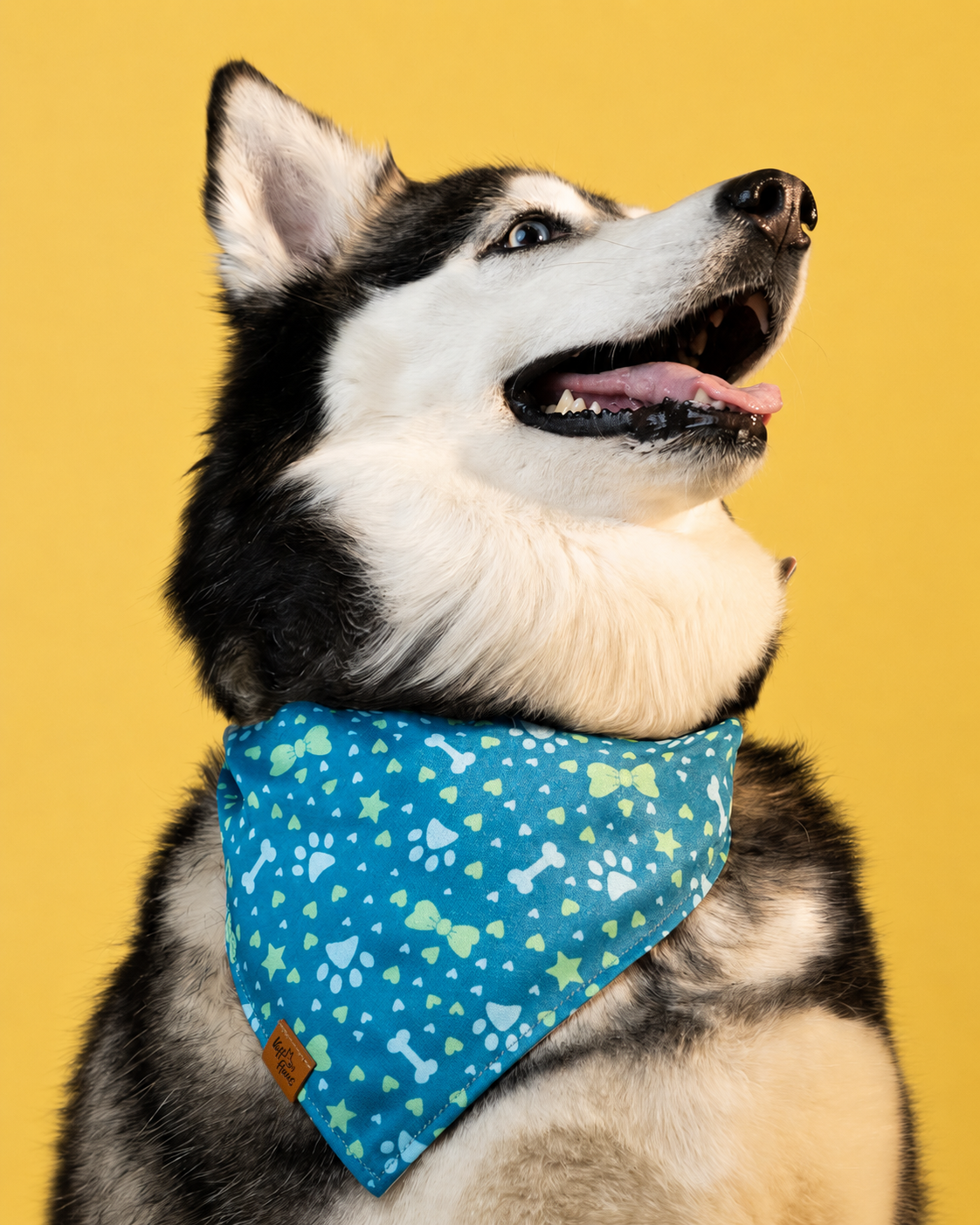 Husky portant un bandana réversible Voff Haus pour chien de couleur sarcelle avec empreintes de pattes, os et nœuds.