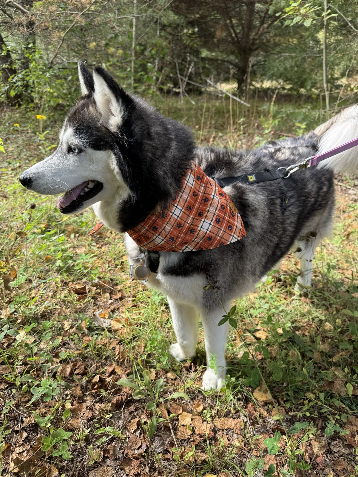Husky debout sur un sentier boisé portant un bandana réversible à carreaux orange Voff Haus