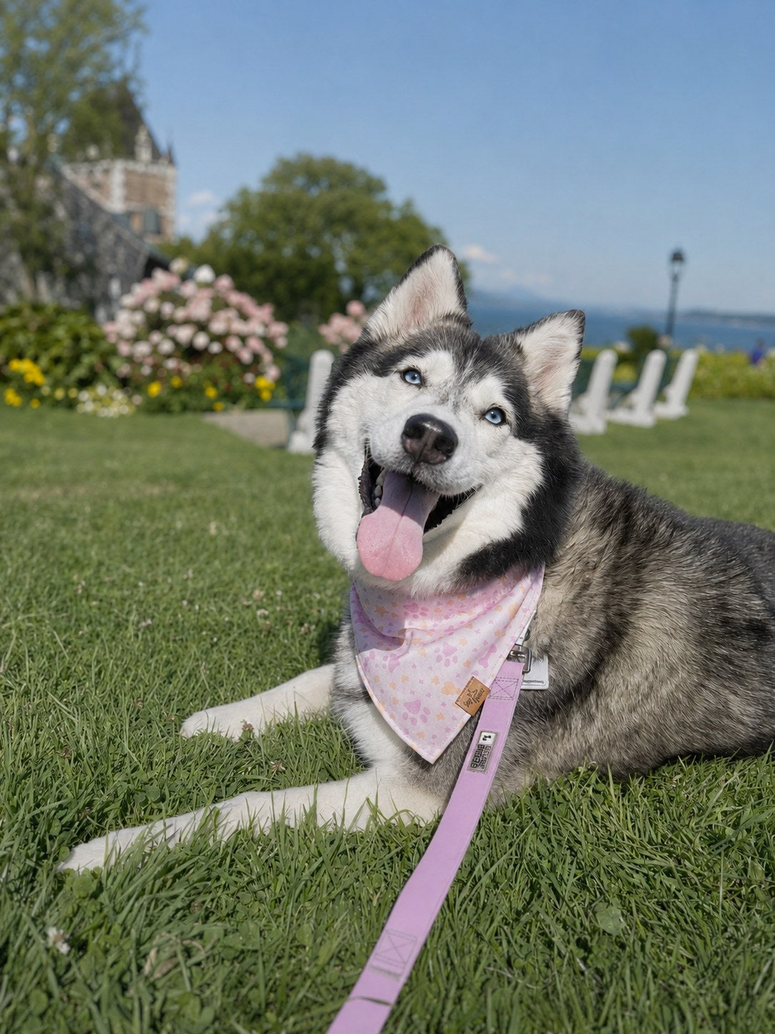 Husky allongé sur l'herbe dans un parc portant un bandana réversible pour chien Voff Haus à motifs floraux roses