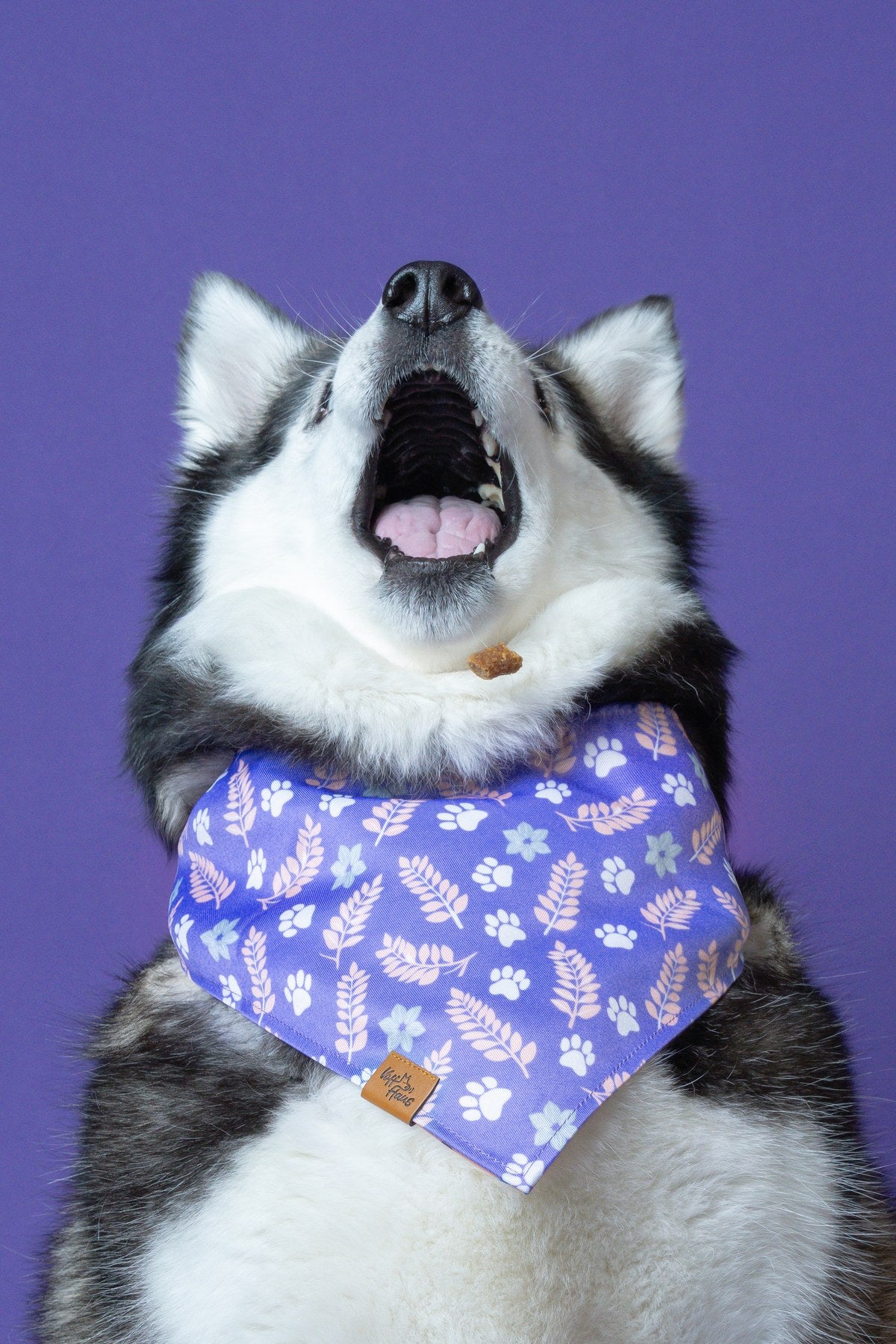 Husky attrapant une friandise et portant un bandana réversible pour chien Voff Haus à motif de fougères et de pattes violettes