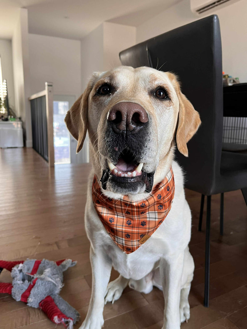 Yellow Labrador at home wearing an orange plaid Voff Haus dog bandana