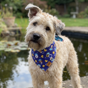 A dog wearing the Midnight Blue side of the Barky Ducky bandana