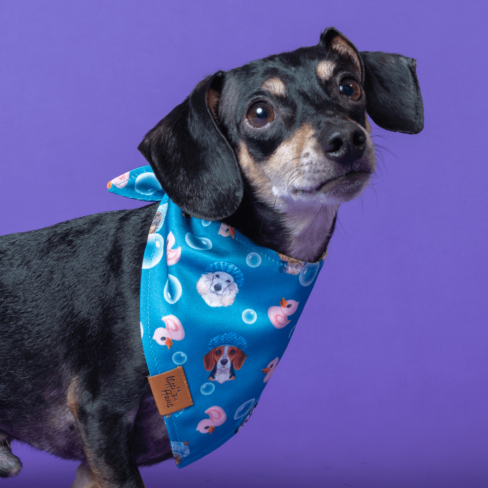 Dog wearing a blue bandana with dog-themed pattern on a purple background