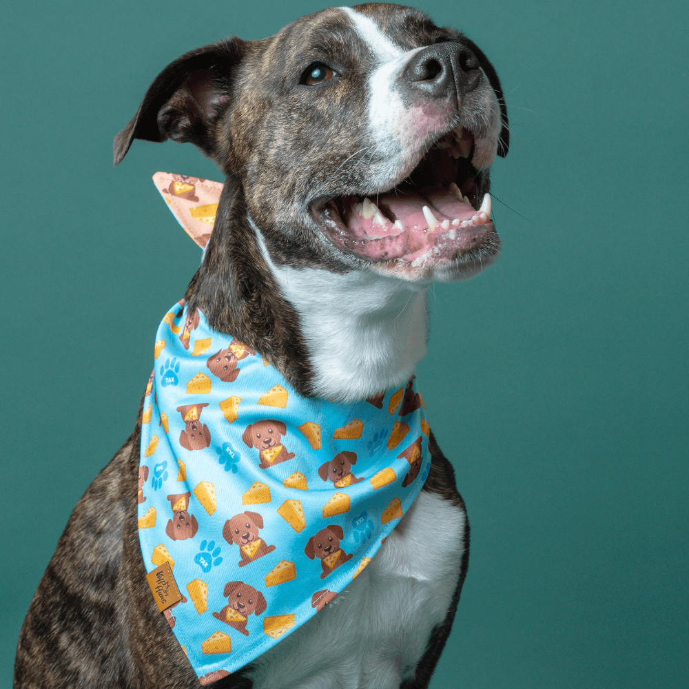 Dog wearing a blue bandana with cartoon dog pattern on a teal background