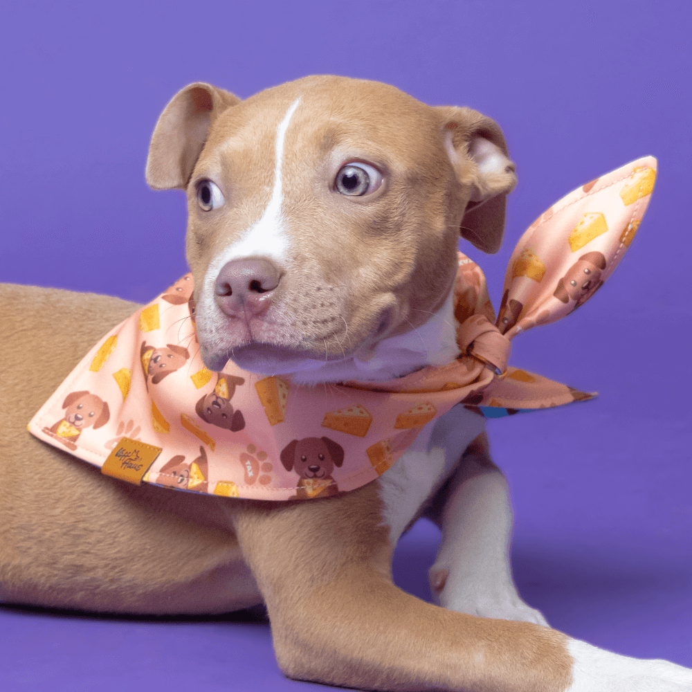 Dog wearing a pink bandana with cartoon dog designs on a purple background