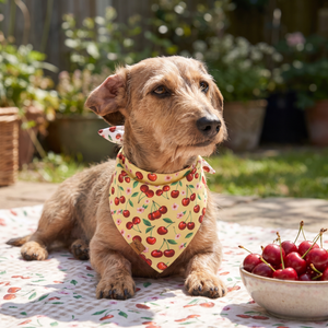 A dog wearing the Butter Cherry side of the Cherry Pop bandana