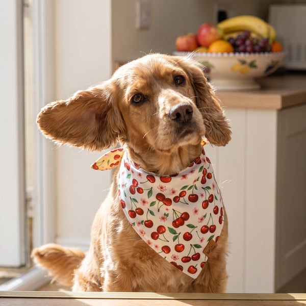 A dog wearing the Cream Cherry side of the Cherry Pop bandana