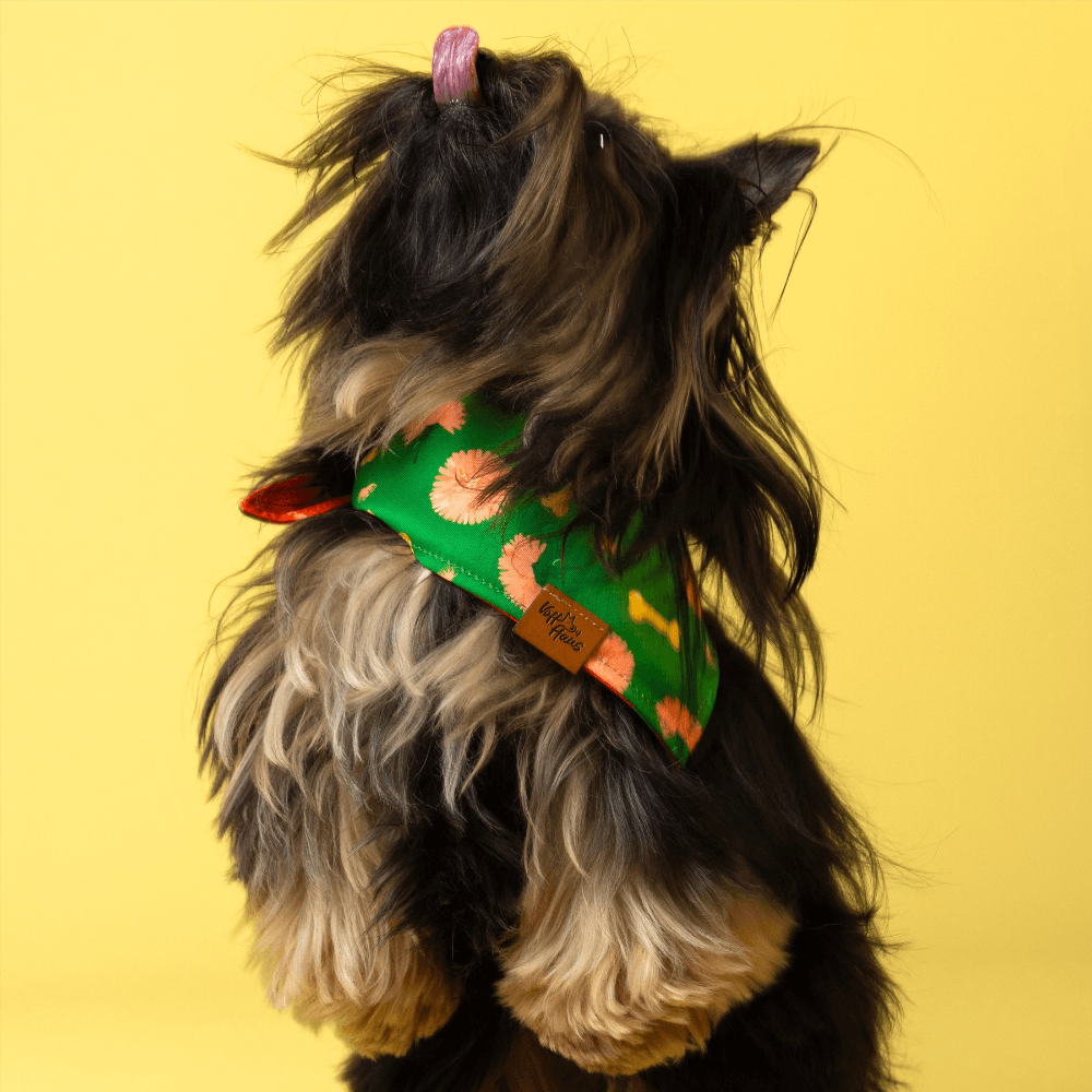 Dog wearing a green scarf with pink flowers on a yellow background