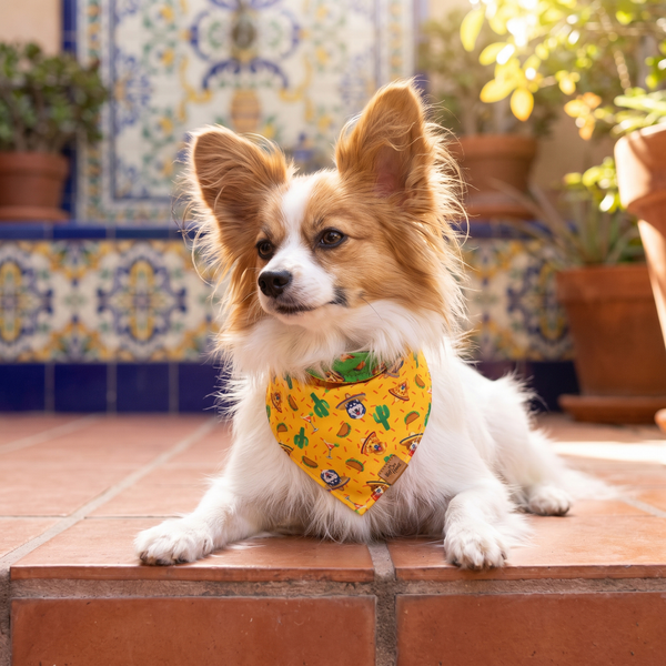 A dog wearing the Marigold side of the Fiesta Fur-Ever bandana