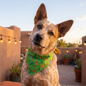 A dog wearing the Cactus Green side of the Fiesta Fur-Ever bandana