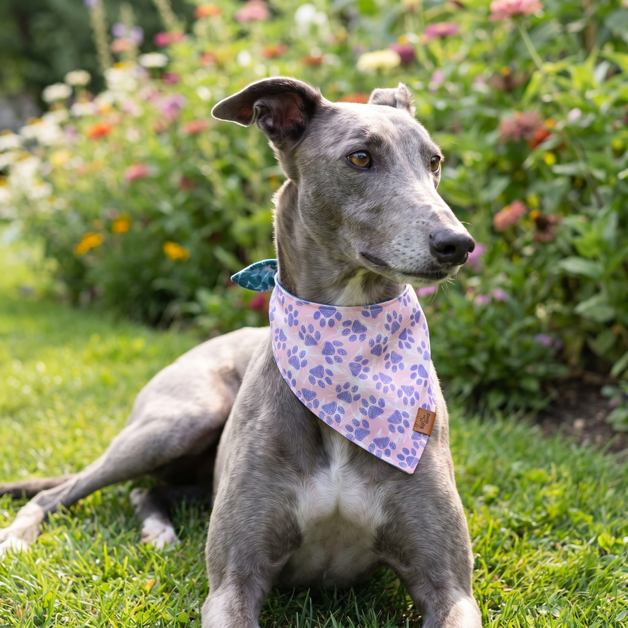 A dog wearing the Lilac Paws side