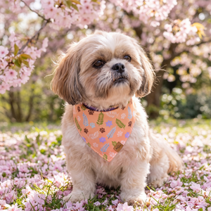A dog wearing the Apricot side of the Paw Blossoms bandana