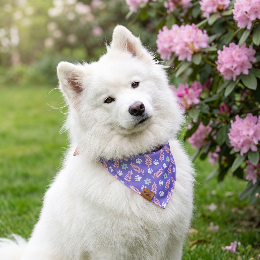 A dog wearing the Violet side