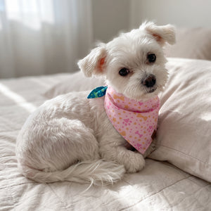 A dog wearing the Blush Paws side of the Pawprints & Love bandana