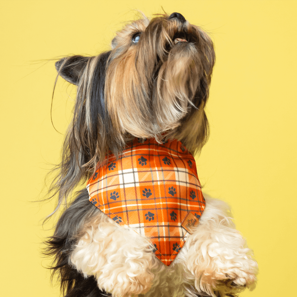 Small dog wearing an orange plaid bandana on a yellow background