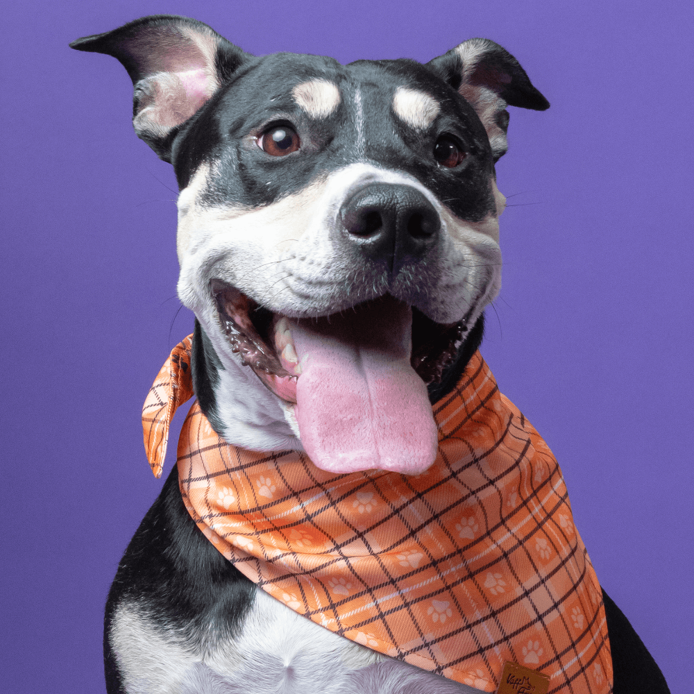 Dog wearing an orange plaid bandana on a purple background