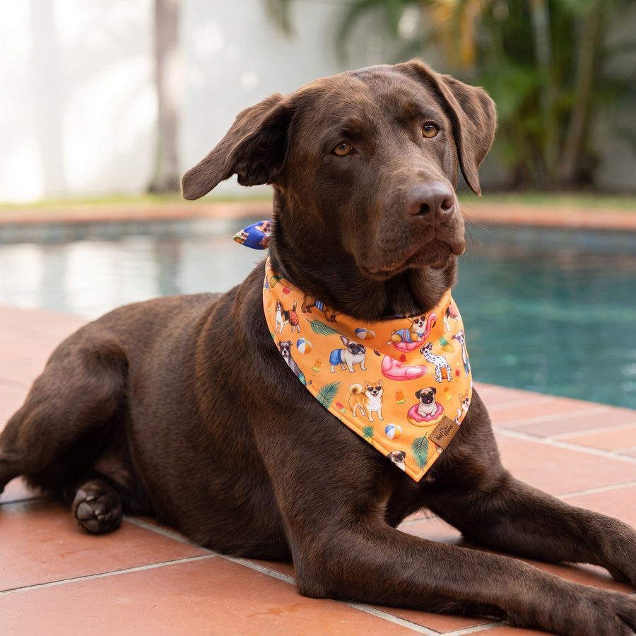 A dog wearing the Sunshine side