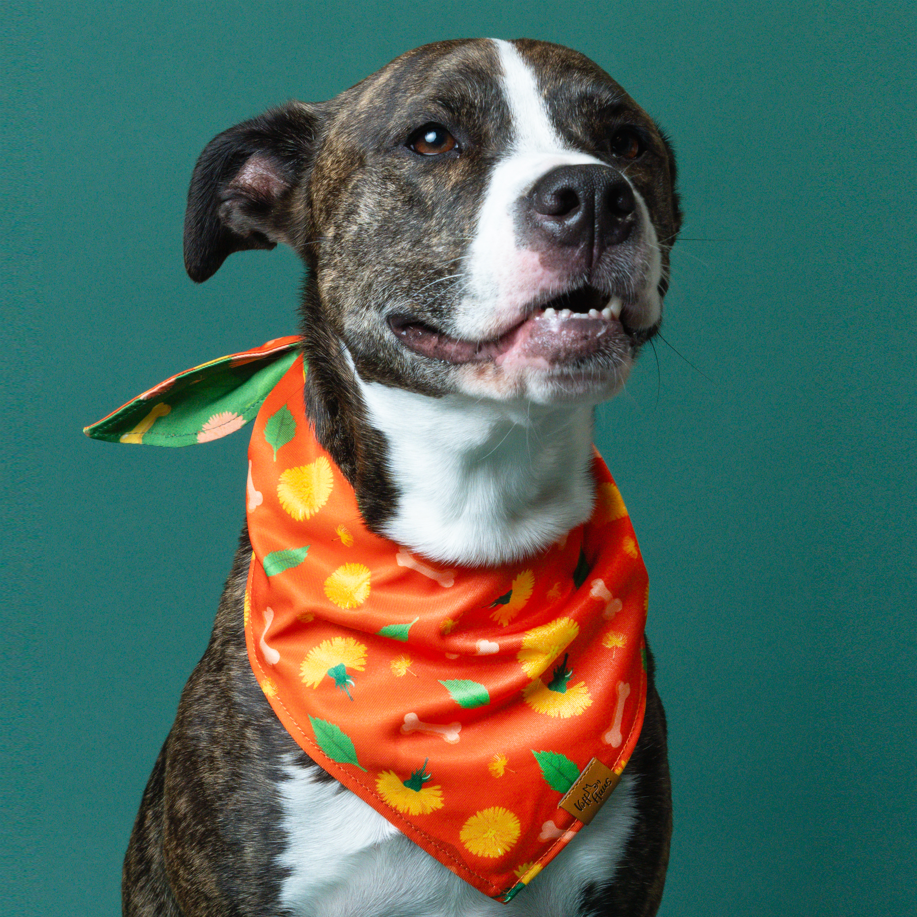 Dreamy Walk Reversible Dog Bandana