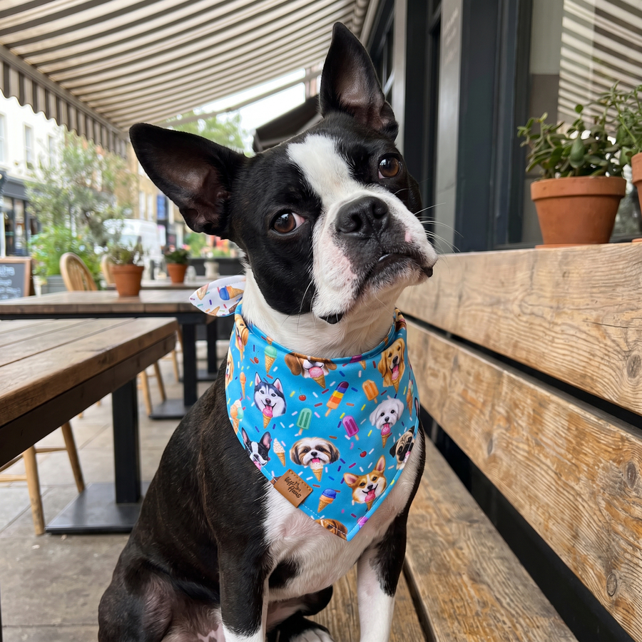 A dog wearing the Sky Blue side