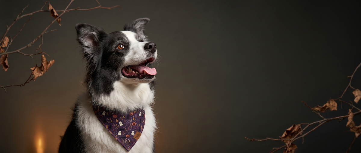 A border collie wearing the Barks After Dark reversible Halloween dog bandana against a dark backdrop with bare autumn branches