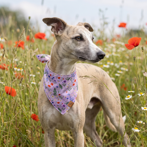 A dog wearing the Lilac Meadow side of the Wildflower Meadow bandana