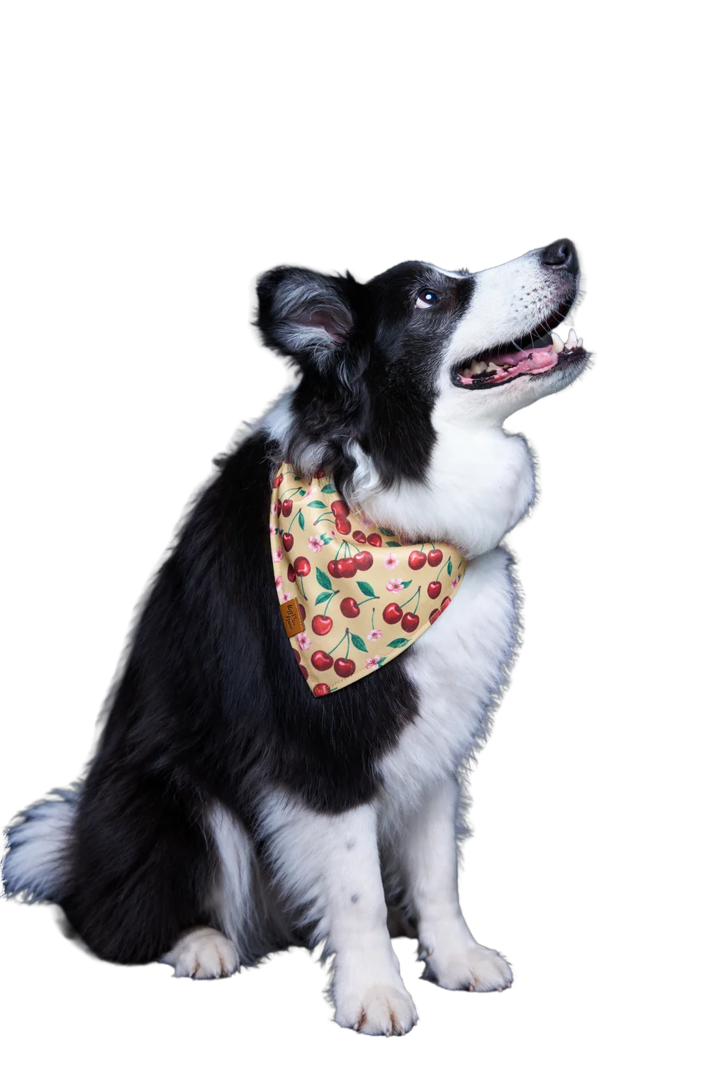 A dog in a reversible Voff Haus bandana